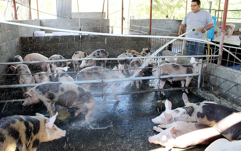 porcinovultura-nicaragua-mejoramiento-genetico